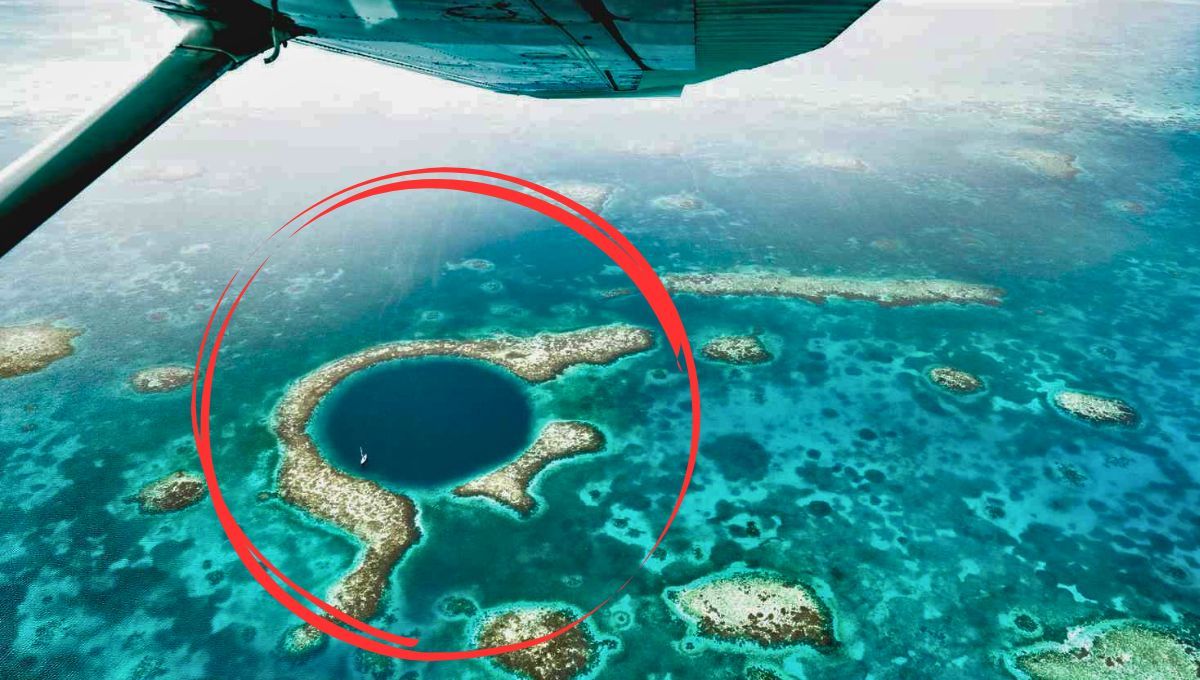 Su conservación es esencial para proteger este tesoro natural y preservar la riqueza ecológica del océano.