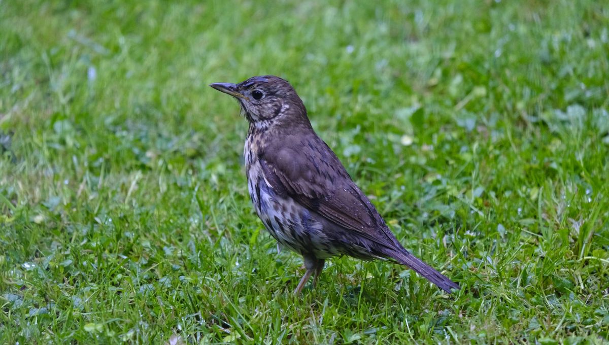 Si has escuchado a un zorzal cantar cerca de tu casa, es interesante que conozcas el gran significado que trae consigo esta ave. Si has escuchado a un zorzal cantar cerca de tu casa, es interesante que conozcas el gran significado que trae consigo esta ave.