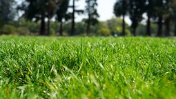 Todos los que tienen césped en su jardín deberían realizar esta tarea obligatoria en marzo.