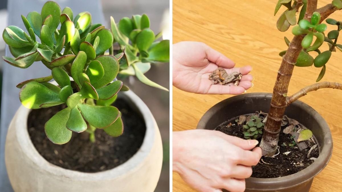 3 errores que están matando tu árbol de Jade