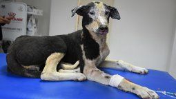 Buscan hogar para Malevo