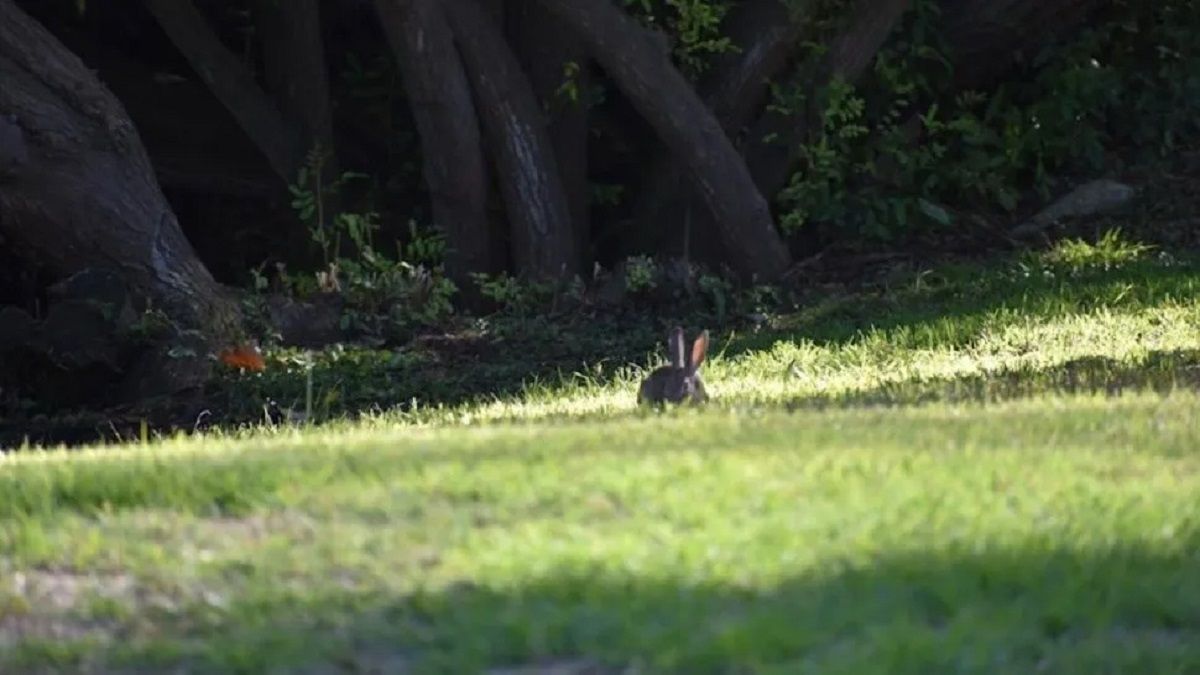 Una especie de conejo fue redescubierto por un grupo de investigadores en México.