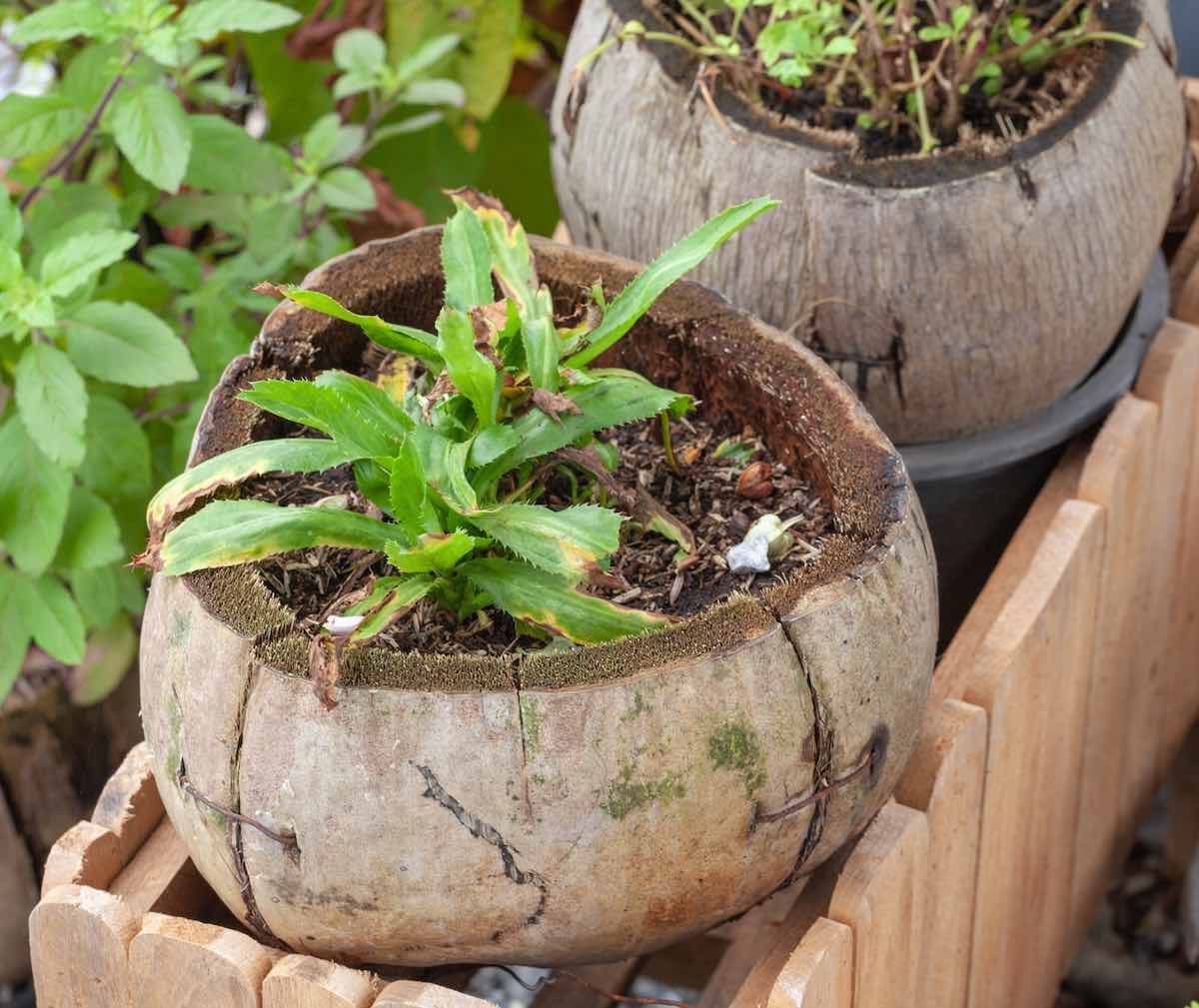 Macetas hechas con cáscaras de coco. Macetas hechas con cáscaras de coco.