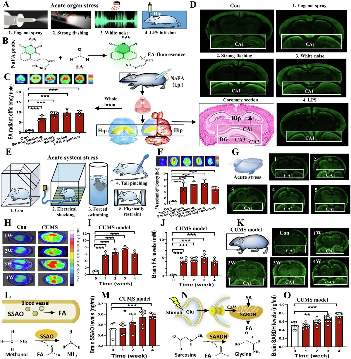 Los ratones fueron expuestos a grandes niveles de estr&eacute;s.
