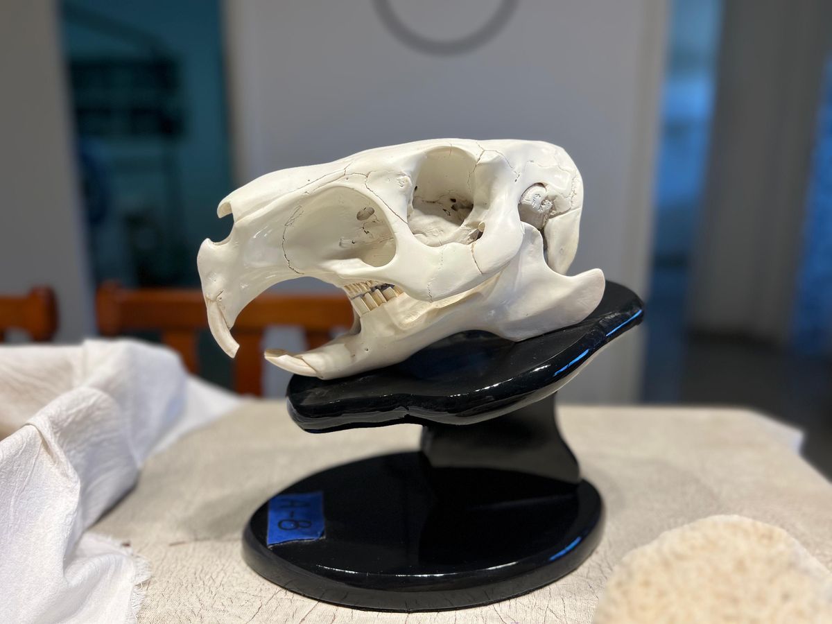 La muestra paleontológica La muestra paleontológica