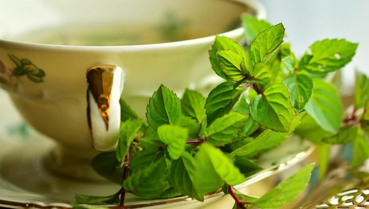 Por qué se recomienda tomar té de menta