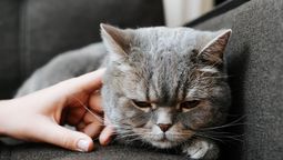 Gatos más felices y seguros
