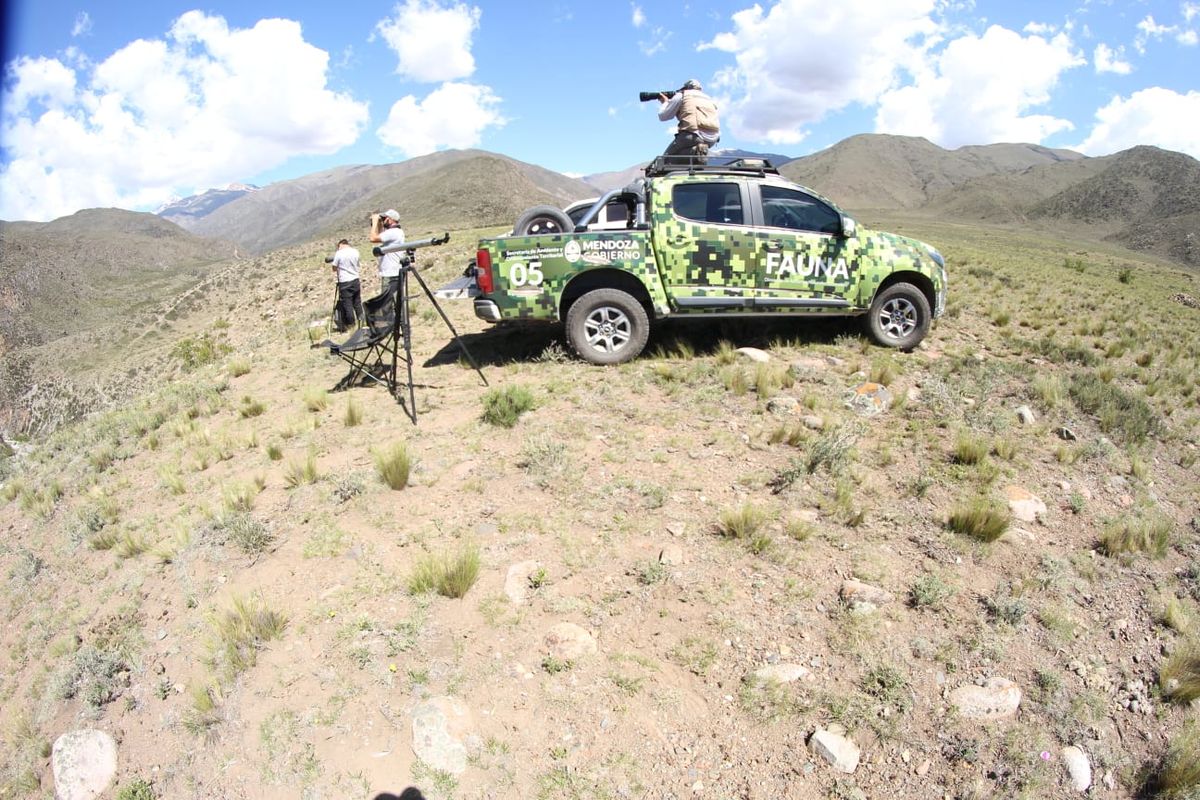 Parte del equipo de Recursos Naturales Renovables y de la Fundación Bioandina Argentina, divisando cóndores en la montaña. Parte del equipo de Recursos Naturales Renovables y de la Fundación Bioandina Argentina, divisando cóndores en la montaña.