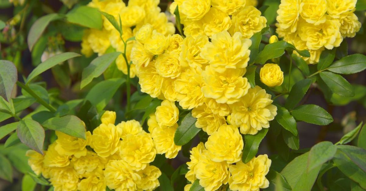 El rosal Banksia tiene flores amarillas. Imagen: Freepik. El rosal Banksia tiene flores amarillas. Imagen: Freepik.