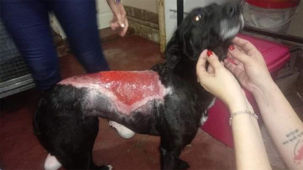 La perrita de Cacheuta fue dada de alta