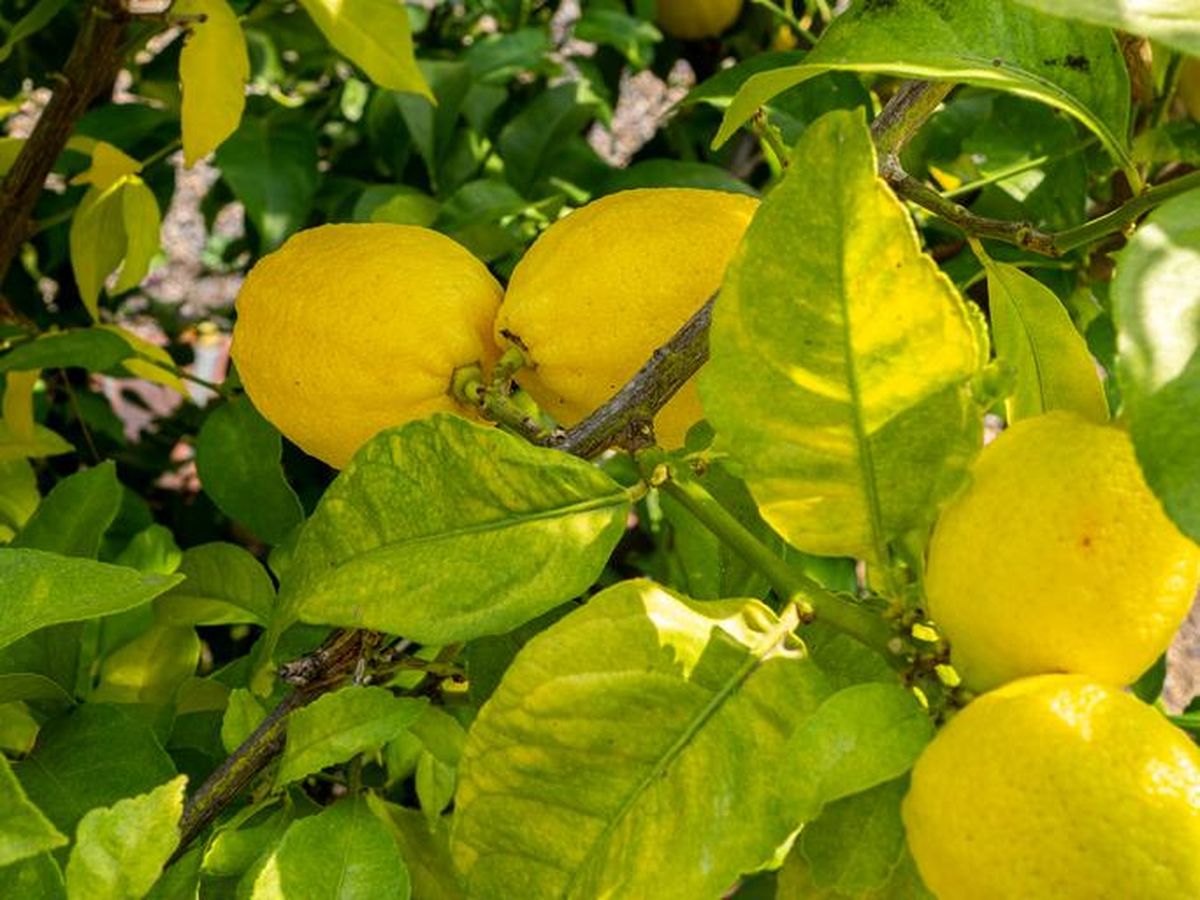 Las apariencia del limonero puede mejorar con distintos trucos caseros.&nbsp;
