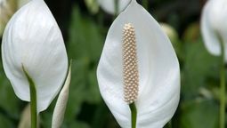 Seis plantas de interior que viven mucho tiempo Seis plantas de interior que viven mucho tiempo