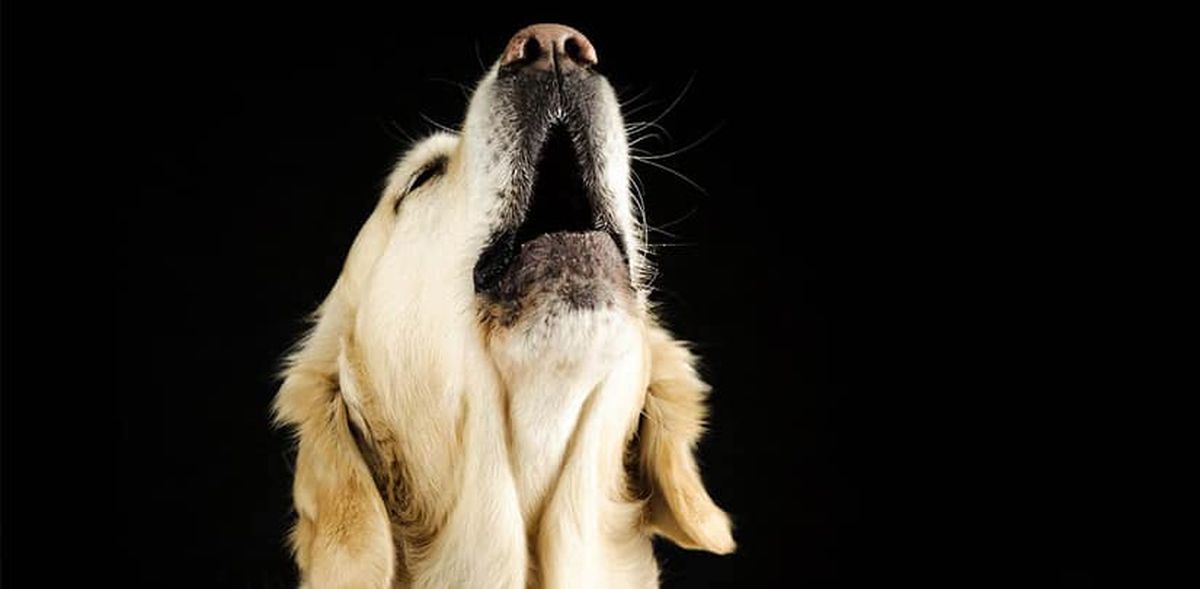 ¿Qué significa que tu perro aúlle? ¿Qué significa que tu perro aúlle?