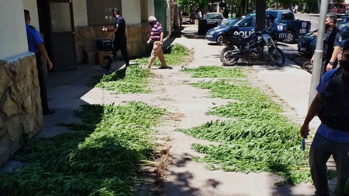 En tres casas de Las Heras hallaron 109 plantas de marihuana