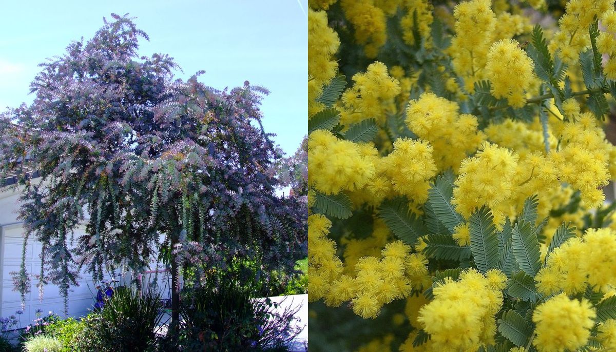 El árbol tiene flores pequeñas y amarillas. El árbol tiene flores pequeñas y amarillas.