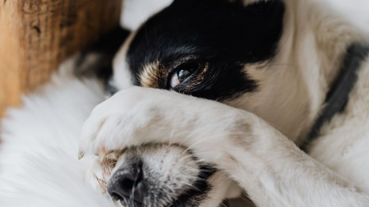 Los caninos huelen la entrepierna de los humanos como una forma de socialización. Los caninos huelen la entrepierna de los humanos como una forma de socialización.