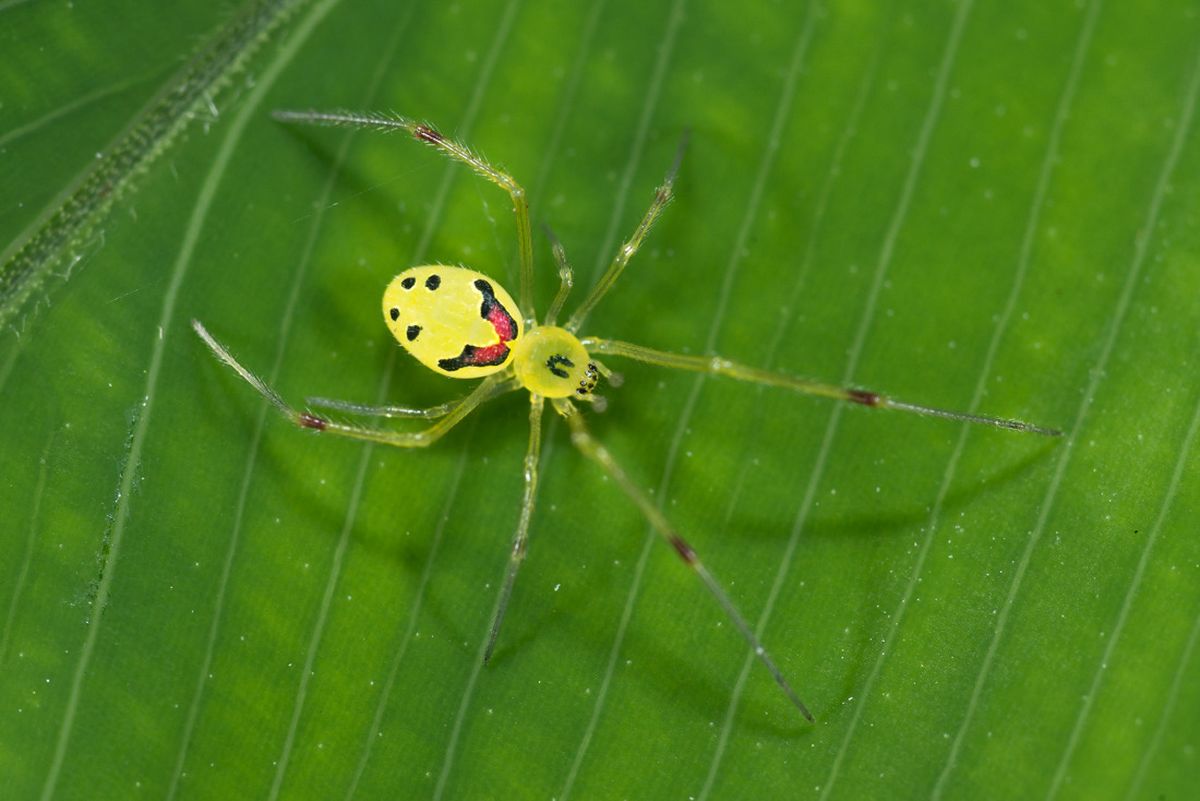 Se creía que esta araña solo existía en Hawái.