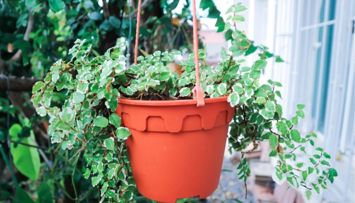 El ficus trepador es de hoja perenne, es decir que dura todo el año con hojas verdes. El ficus trepador es de hoja perenne, es decir que dura todo el año con hojas verdes.