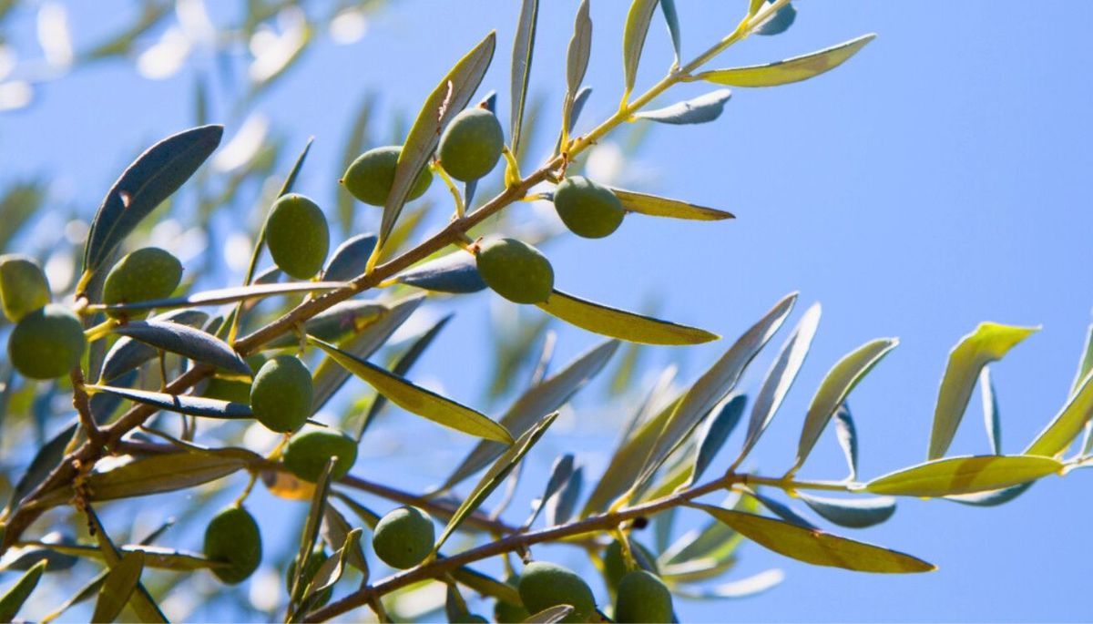 Cultiva un árbol de olivo en tu casa. Imagen: Freepik