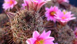 Si quieres cultivar un cactus que de flores delicadas, te dejamos tres alternativas distintas.
