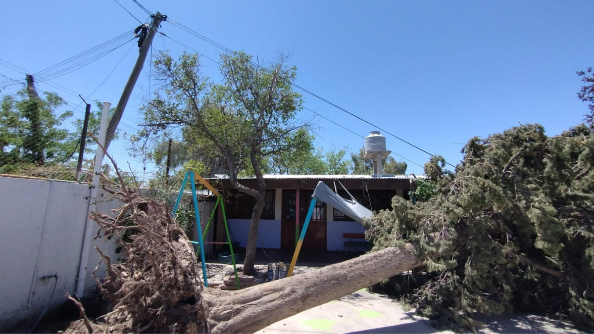 Un pino cayó en el techo de una escuela de Las Heras.&nbsp;Fuente: Gentileza.