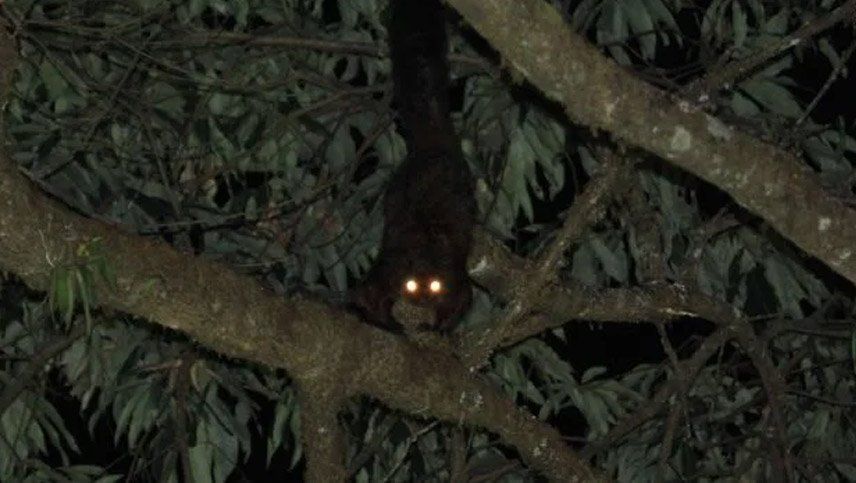 Primeras imágenes de una extraña ardilla voladora