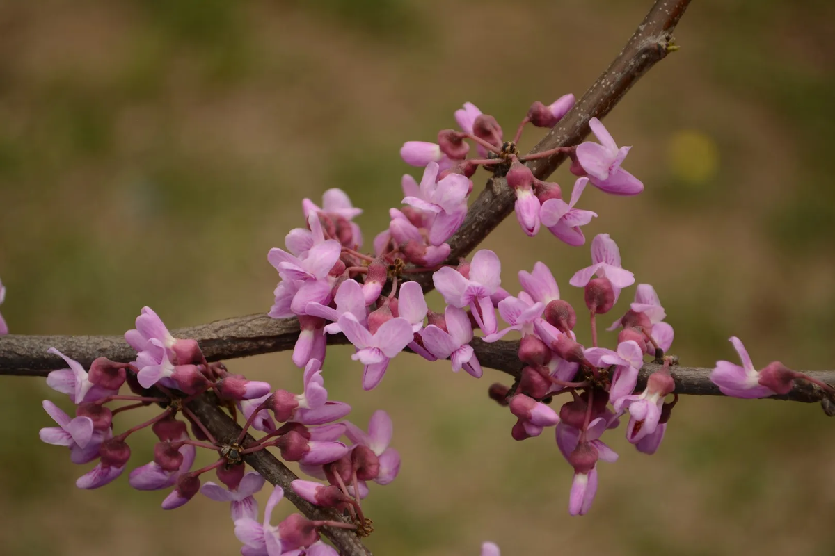 Este árbol requiere cuidados básicos. Imagen: Picture This Este árbol requiere cuidados básicos. Imagen: Picture This