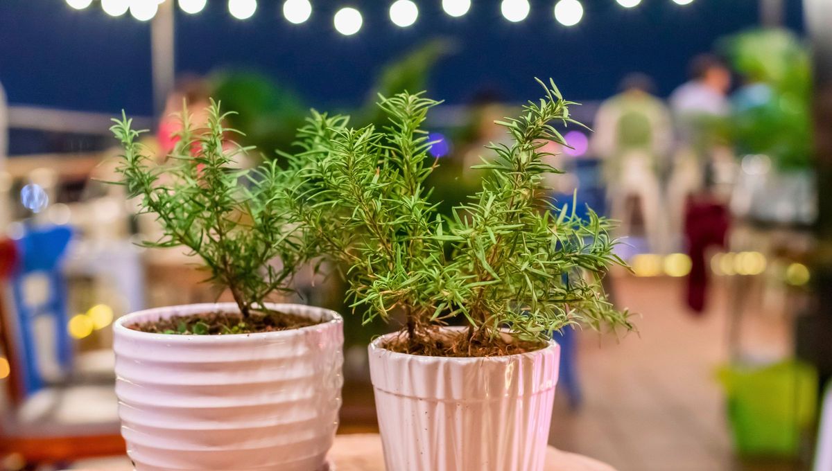 El romero es una de las plantas más recomendadas para tener dentro de la cocina. Foto Canva El romero es una de las plantas más recomendadas para tener dentro de la cocina. Foto Canva