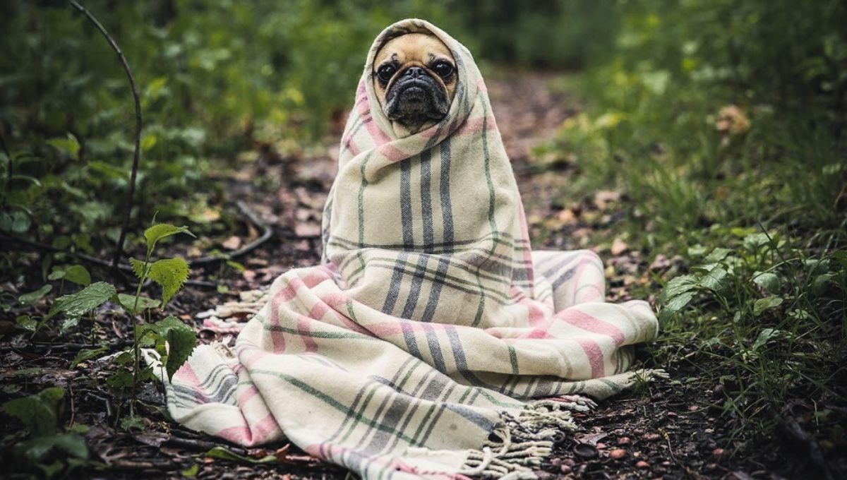 Los perros deben ser abrigados en el exterior