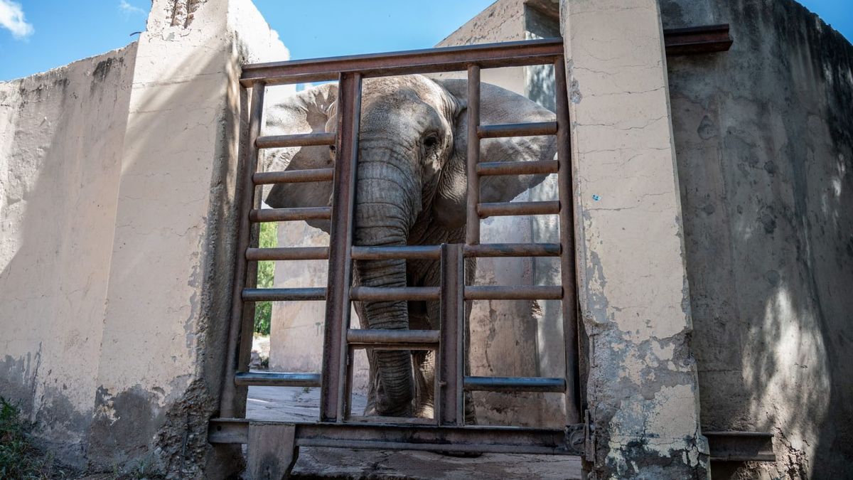 Las autoridades ultiman detalles para el viaje de la elefanta Kenya a un santuario de Brasil. Las autoridades ultiman detalles para el viaje de la elefanta Kenya a un santuario de Brasil.