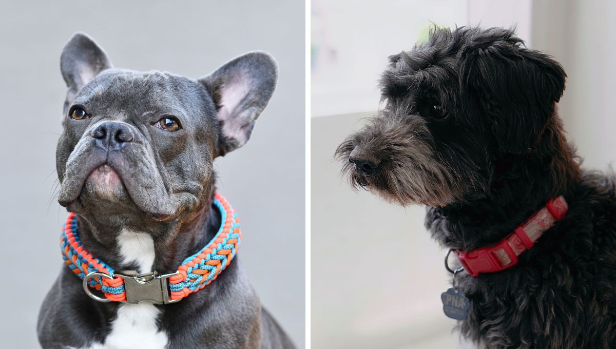 Collares para perro. Collares para perro. 