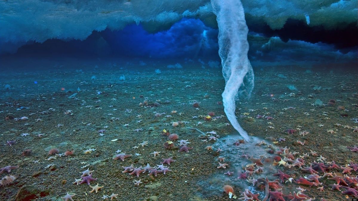 El fenómeno del mar más aterrador: el brinicle congela todo a su paso