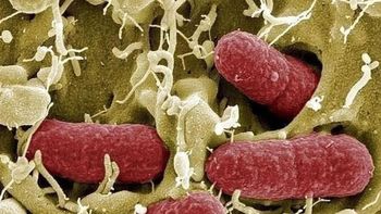 Las bacterias del intestino que pueden mejorar tu salud, según la ciencia Las bacterias del intestino que pueden mejorar tu salud, según la ciencia