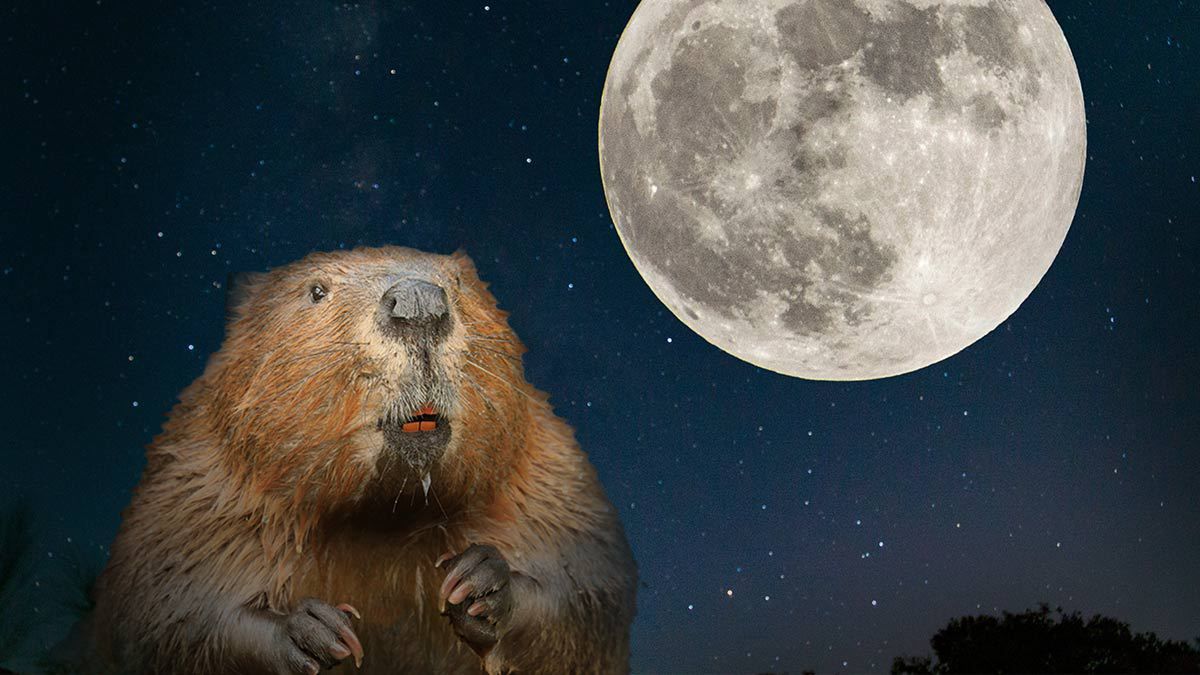 Luna del Castor, el fenómeno astronómico que iluminará el cielo en los próximos días Luna del Castor, el fenómeno astronómico que iluminará el cielo en los próximos días