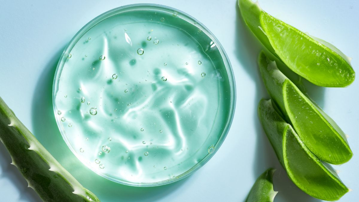Aloe vera. Aloe vera.