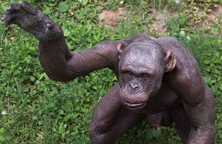 Impresionantes fotos de un mono pelado