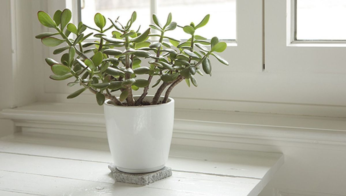 Trasplantar el árbol de jade puede revitalizar tu planta. Trasplantar el árbol de jade puede revitalizar tu planta.