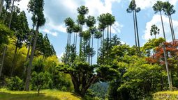Llevan 600 años produciendo madera de un mismo árbol sin necesidad de ser talado gracias a un método ancestral