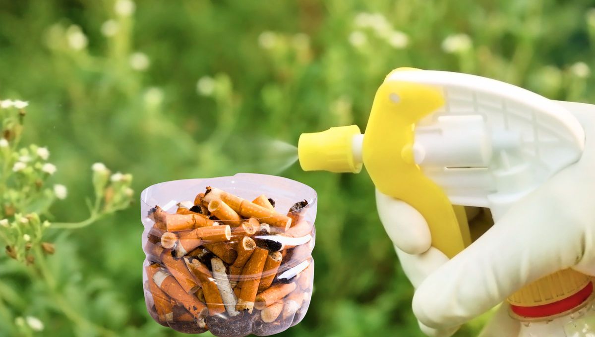 Si tienes colillas de cigarrillo en el cenicero de casa, o ves en la calle tiradas y los puedes juntar, temdrás un tesoro para tus plantas Si tienes colillas de cigarrillo en el cenicero de casa, o ves en la calle tiradas y los puedes juntar, temdrás un tesoro para tus plantas