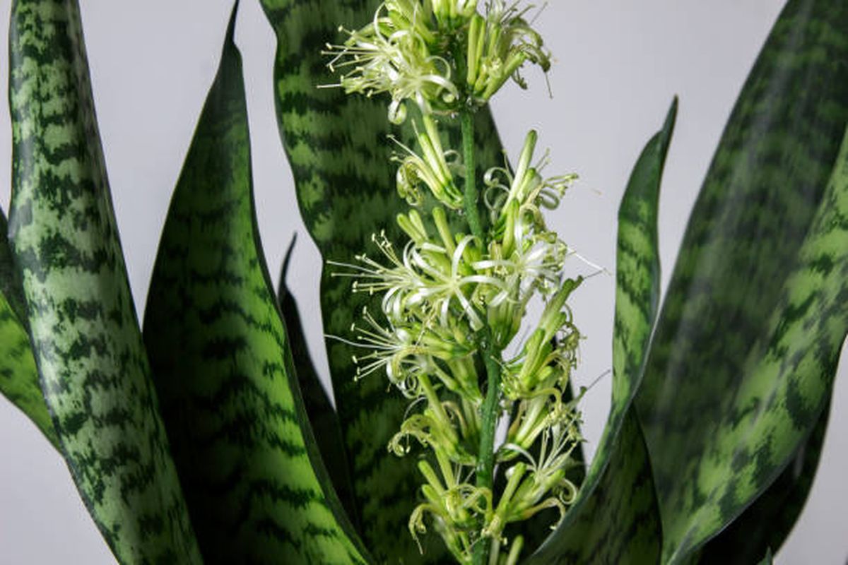 Con este abono casero podrás estimular la floración de la sansevieria. Con este abono casero podrás estimular la floración de la sansevieria.