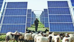 Un hombre pastorea ovejas en una planta eléctrica fotovoltaica en el condado de Gonghe, provincia de Qinghai, el 5 de julio. KUANG LINHUA / CHINA DAILY