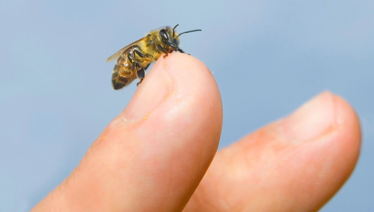 Cómo curar la picadura de una avispa o abeja usando un poco de limón