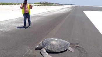 Una tortuga salió del mar para desovar y encontró la playa convertida en aeropuerto