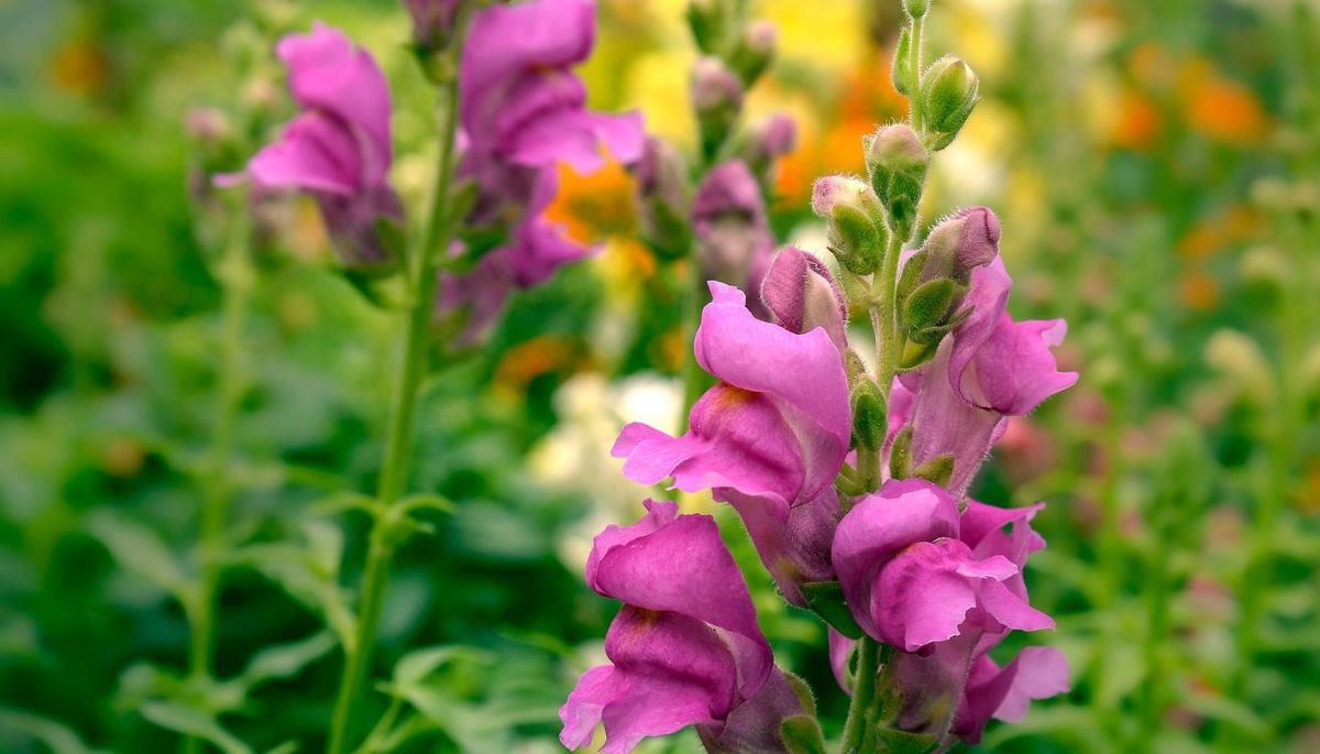 La boca de dragón puede florecer desde la primavera y puede llegar a durar hasta la temporada de otoño. Imagen: Pexels. La boca de dragón puede florecer desde la primavera y puede llegar a durar hasta la temporada de otoño. Imagen: Pexels.