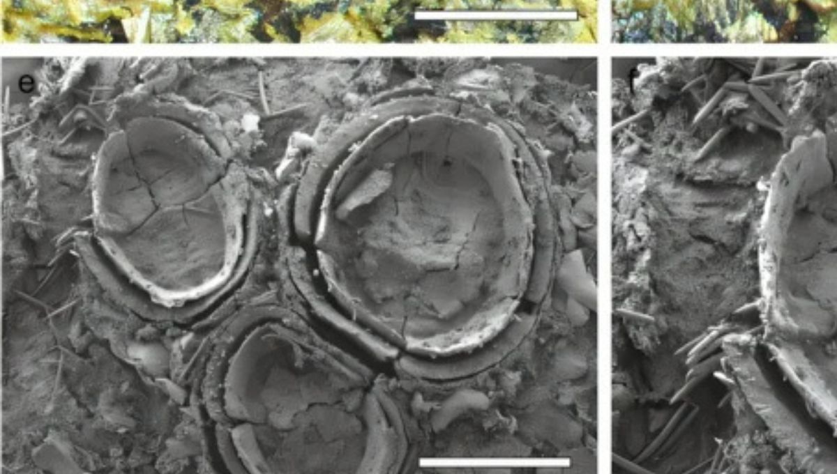 Descubren en Nueva Zelanda un extraño y diminuto insecto que vivió hace millones de años Descubren en Nueva Zelanda un extraño y diminuto insecto que vivió hace millones de años