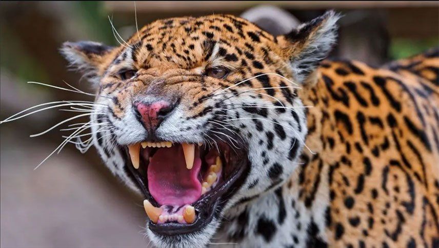 Un jaguar le destrozó el brazo a una mujer que se quiso sacar una selfie con él