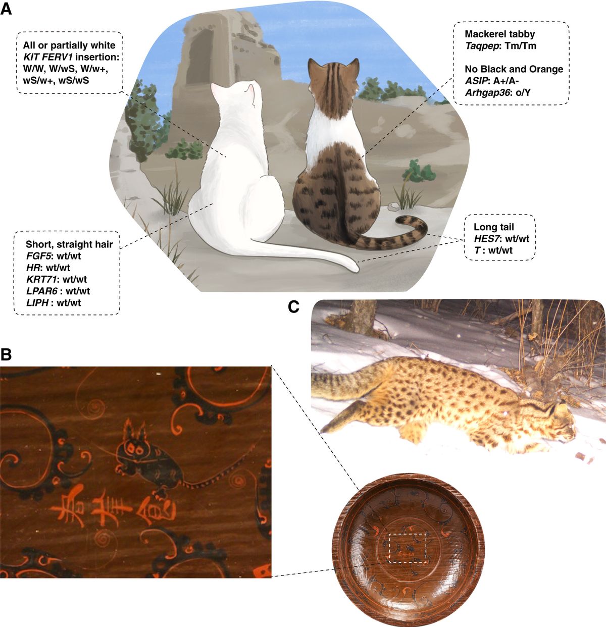 El estudio analiz&oacute; en profundidad la evidencia encontrada en el 2011 en China.