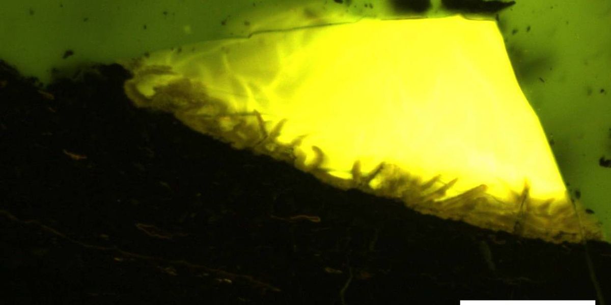 Los científicos creen haber hallado corteza de árboles de hace millones de años. Los científicos creen haber hallado corteza de árboles de hace millones de años.