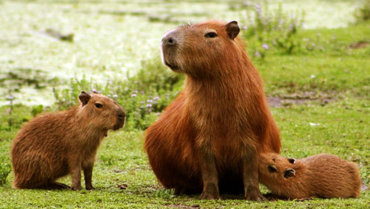 Por qué los humanos no somos tan peludos como otros animales, según la biología