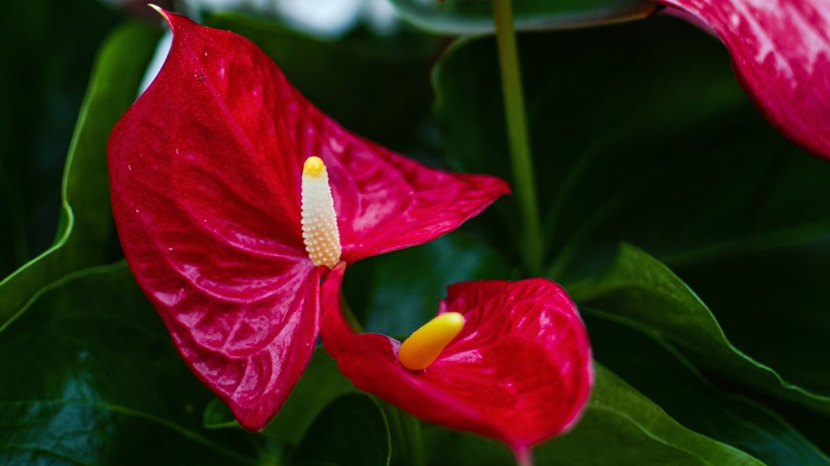 Anturios, jardín, flores